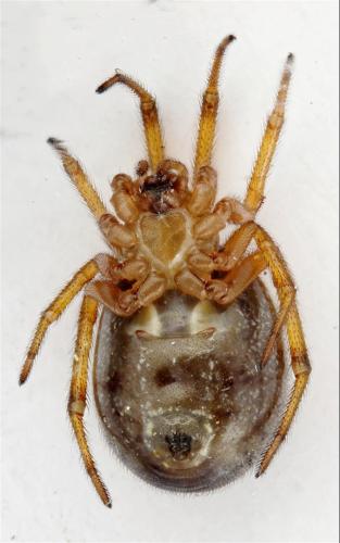 Réf. 333 061 : Steatoda nobilis